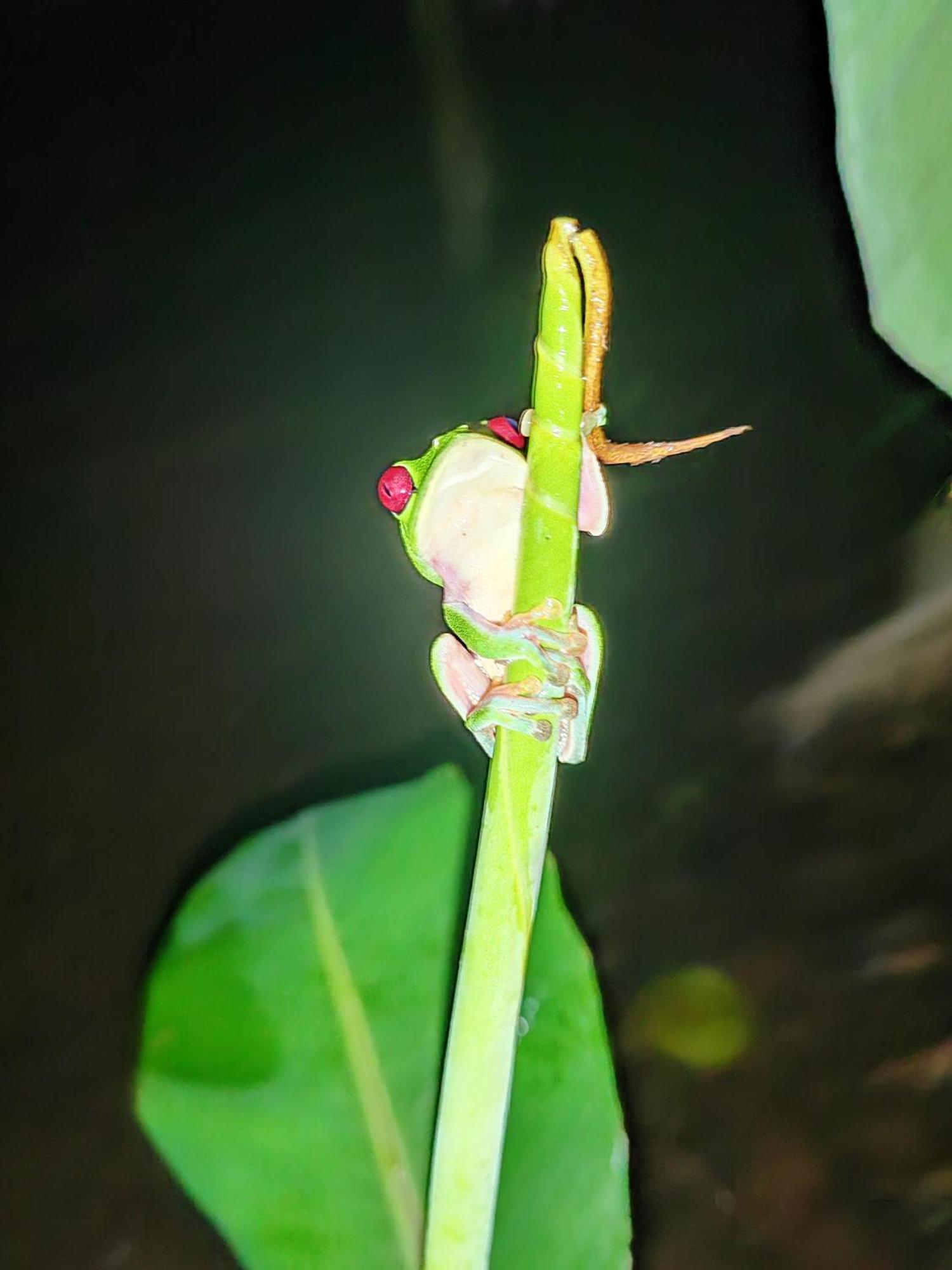 Garden Of Heliconias Lodge Drake Bay Bagian luar foto
